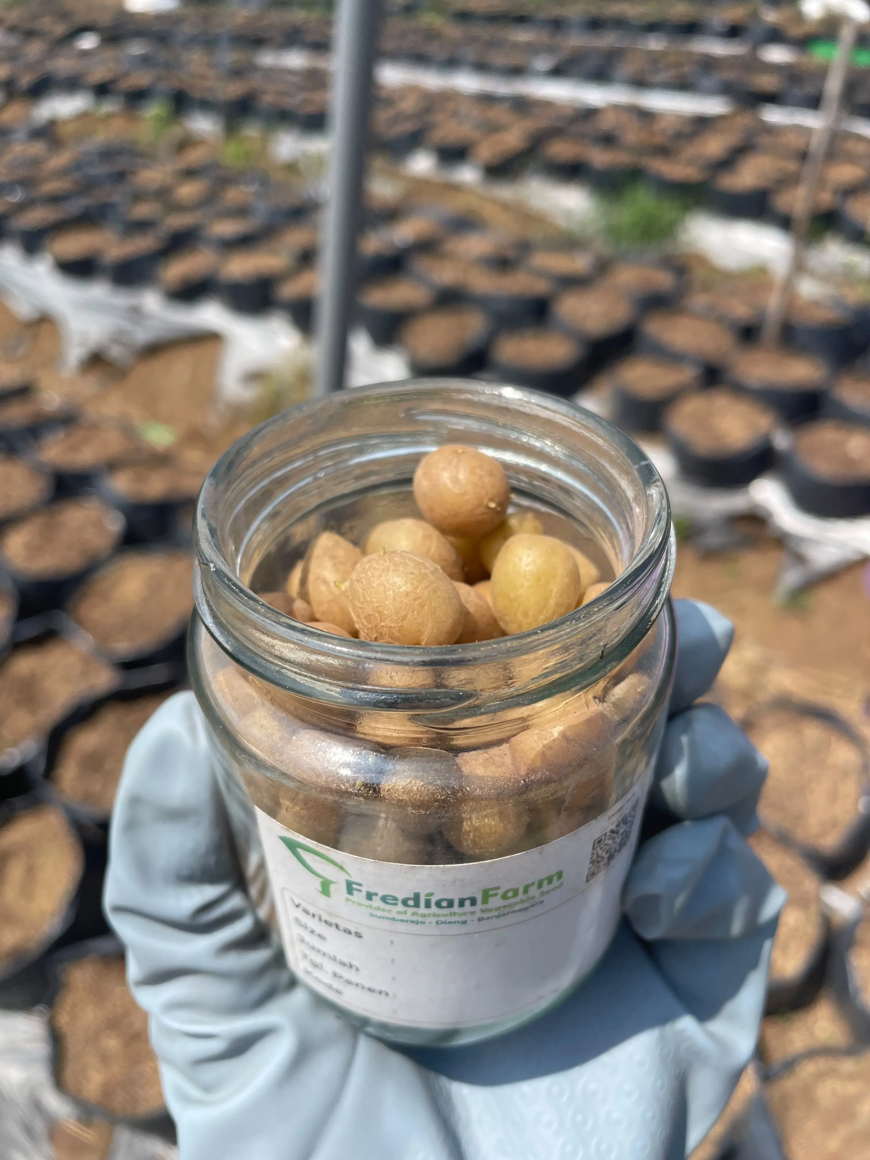 Pembibitan Kentang sebagai Tahap Awal Produksi Benih Berkualitas