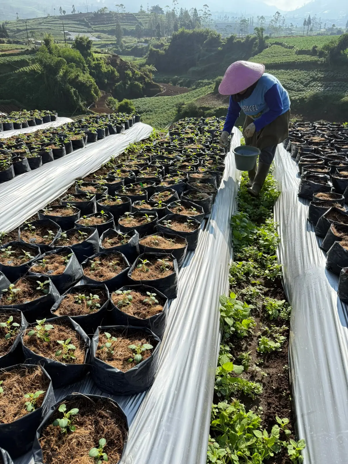 Cara Pemupukan Efektif untuk Tingkatkan Hasil Panen Kentang