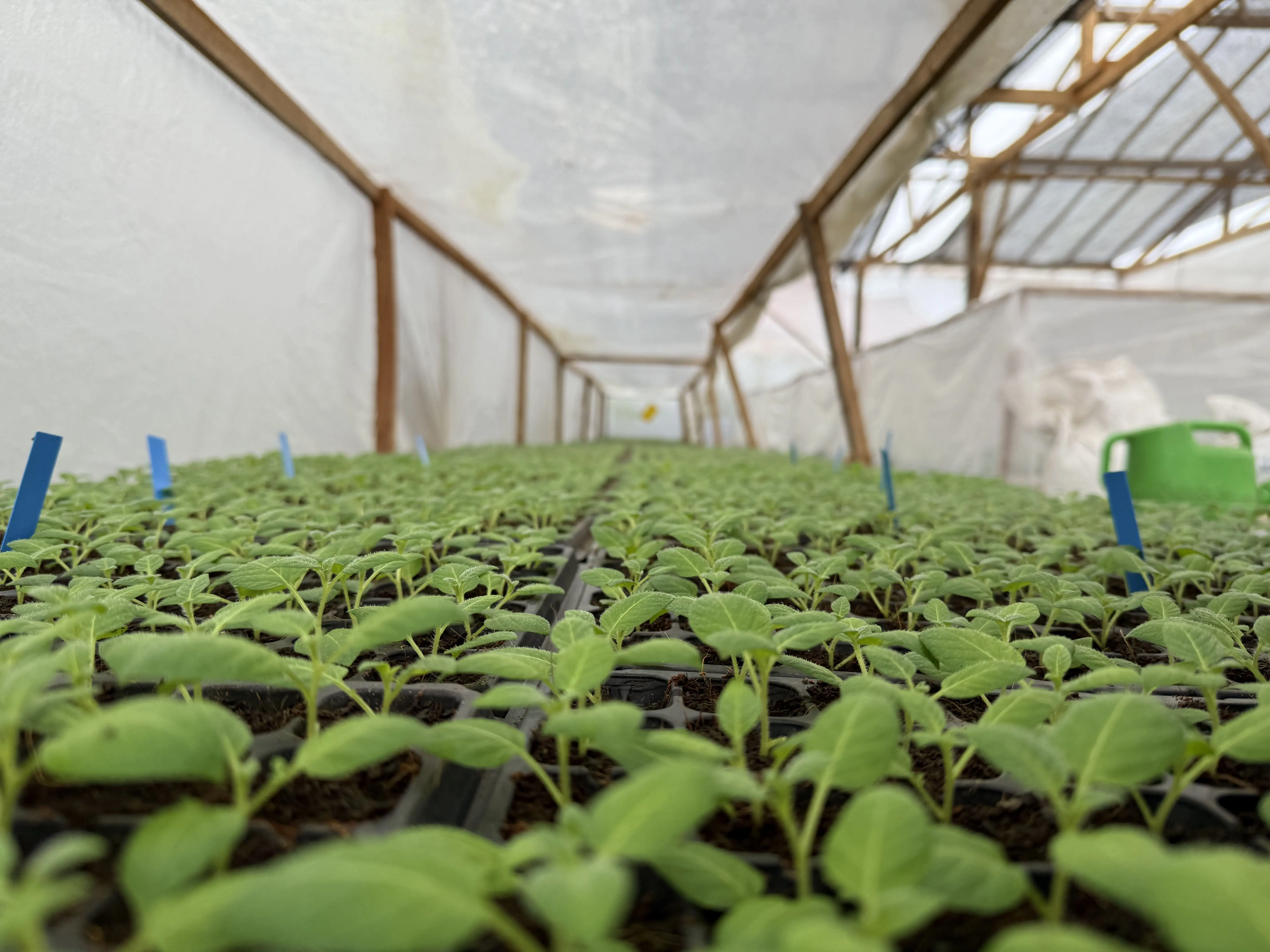 Stek mini saat di green house