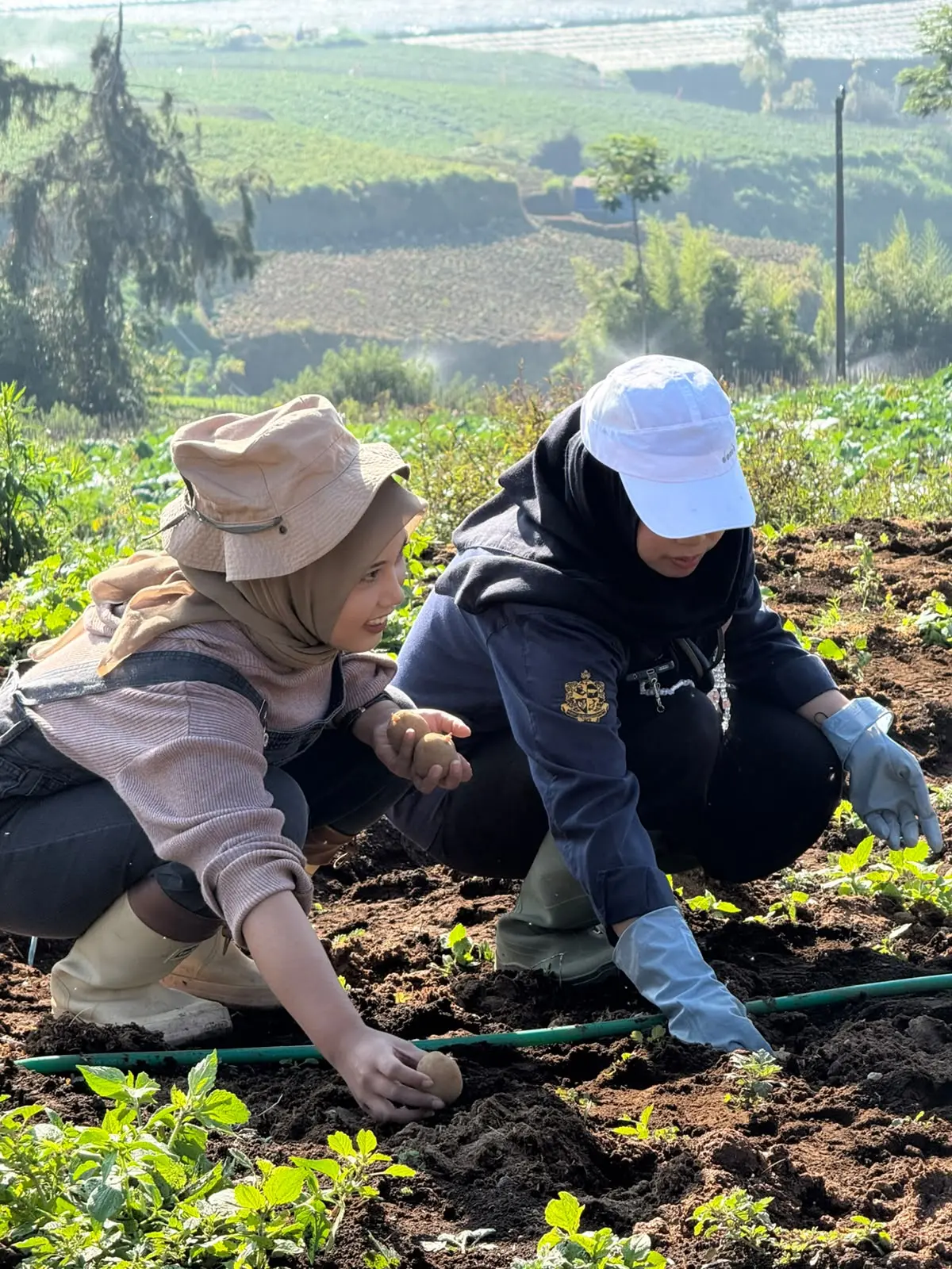 Proses penanaman bibit kentang G2