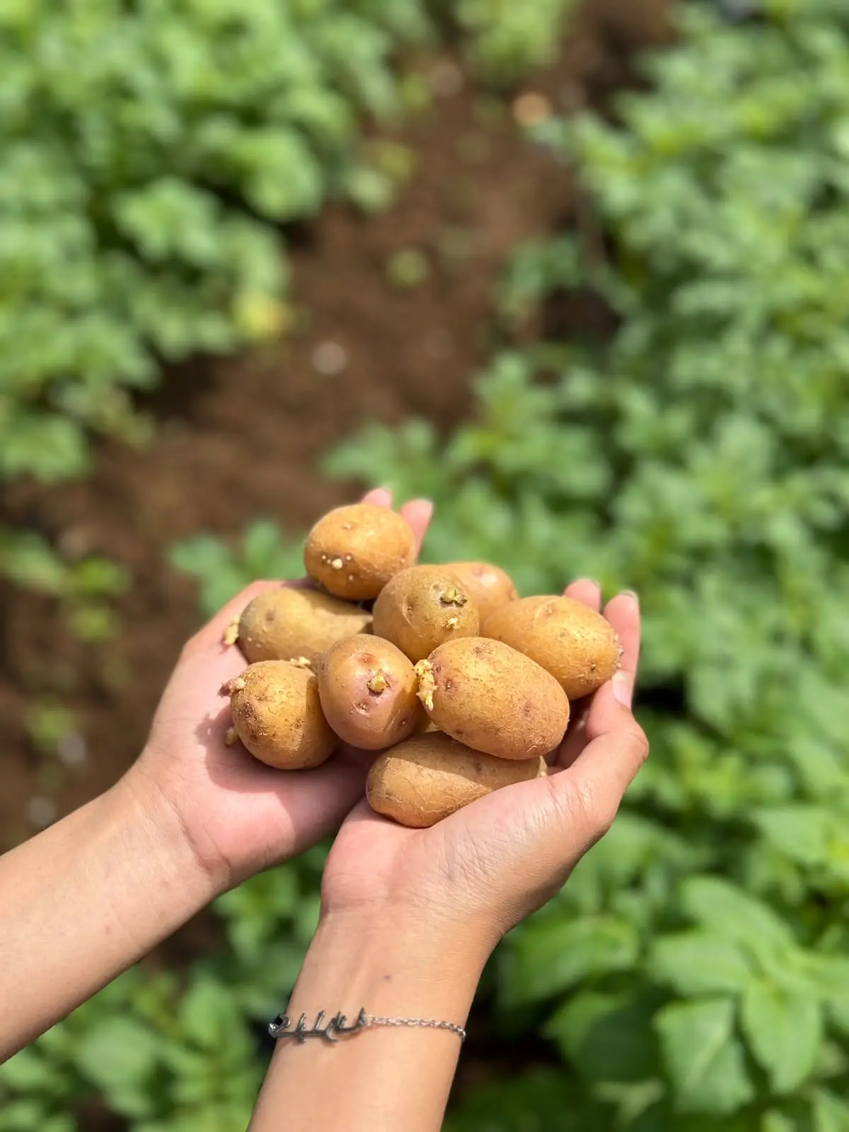 Bibit Kentang Unggul Siap Tanam