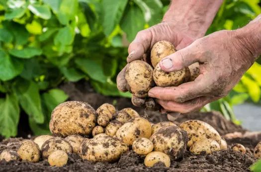 Bibit Kentang G0 Gnol All Varietas Ukuran Kelereng Paket per 100 Biji Potato