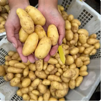 Foto Bibit Kentang G0 Gnol All Varietas Ukuran Kelereng Paket per 100 Biji Potato