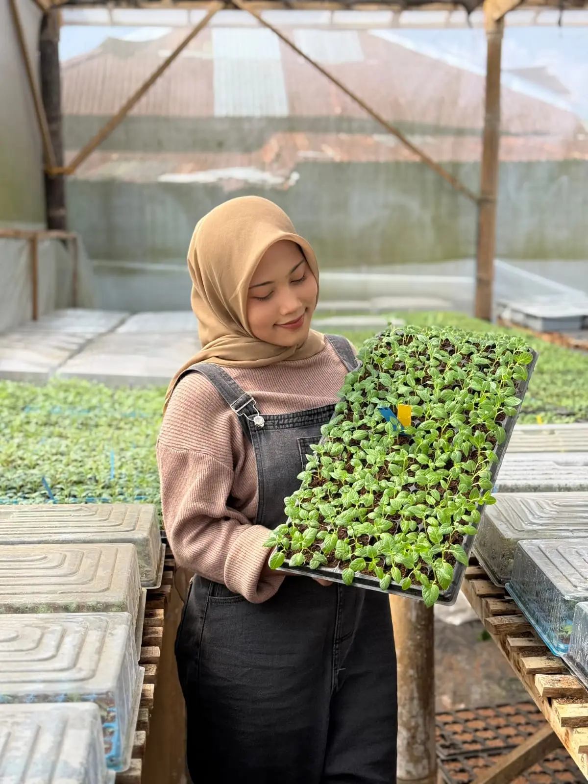 Stek Mini Kentang Varietas: Agria, Granola L, HD, MZ