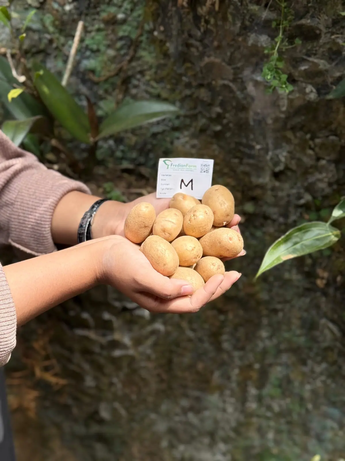 Bibit Kentang G0 Ukuran M Varietas Agria, Granola L, HD, & MZ, Min. Pembelian 100 buah