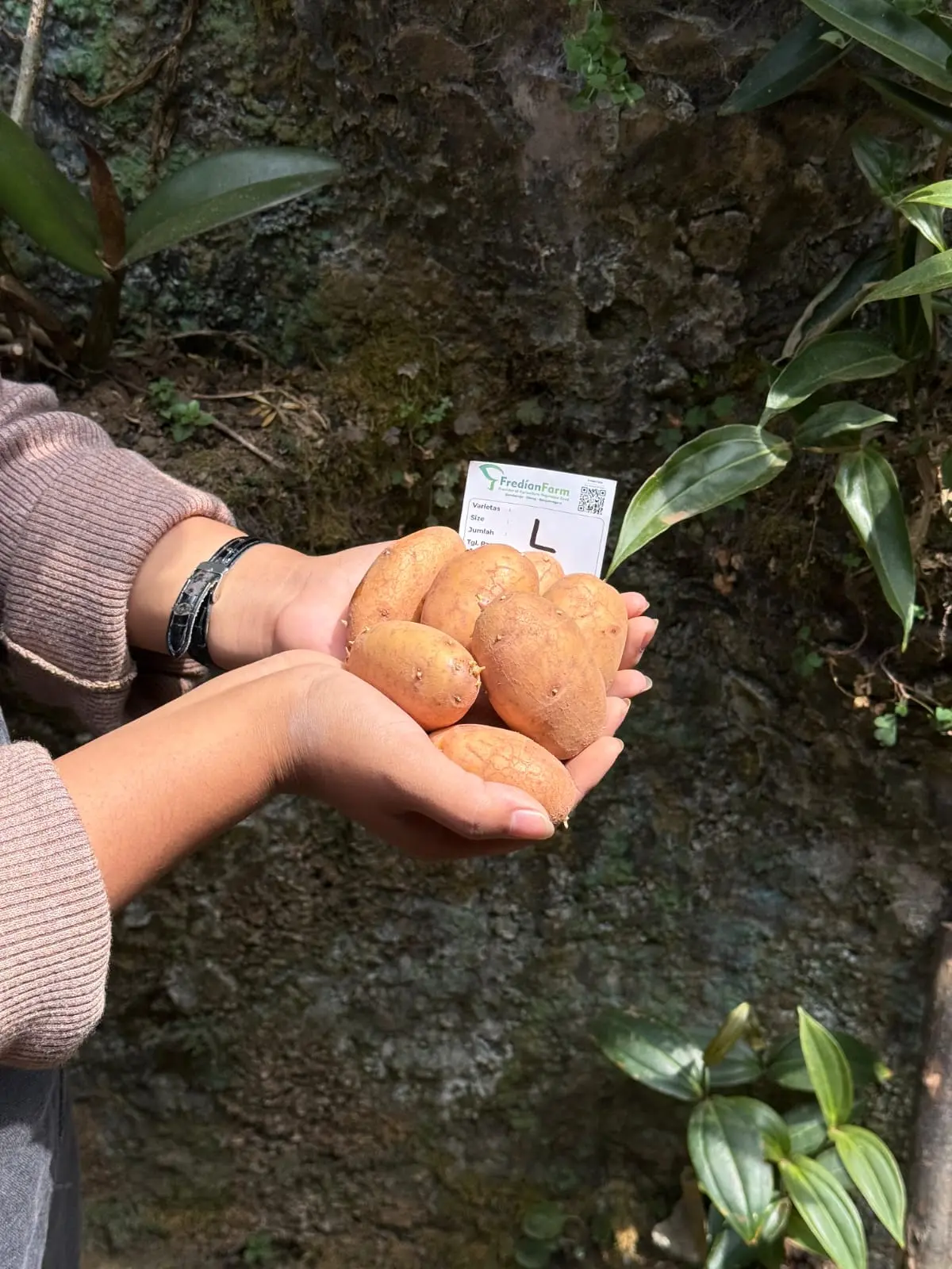 Bibit Kentang G0 Ukuran L Varietas Agria, Granola L, HD, & MZ, Min. Pembelian 100 buah