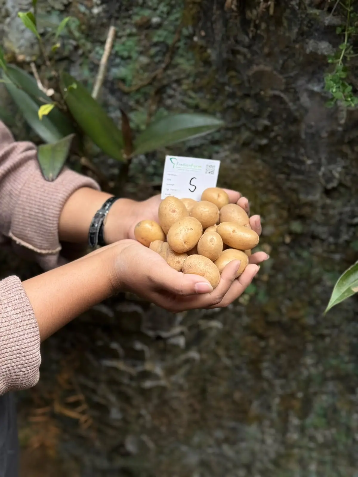 Bibit Kentang G0 Ukuran S Varietas Agria, Granola L, HD, & MZ, Min. Pembelian 100 buah