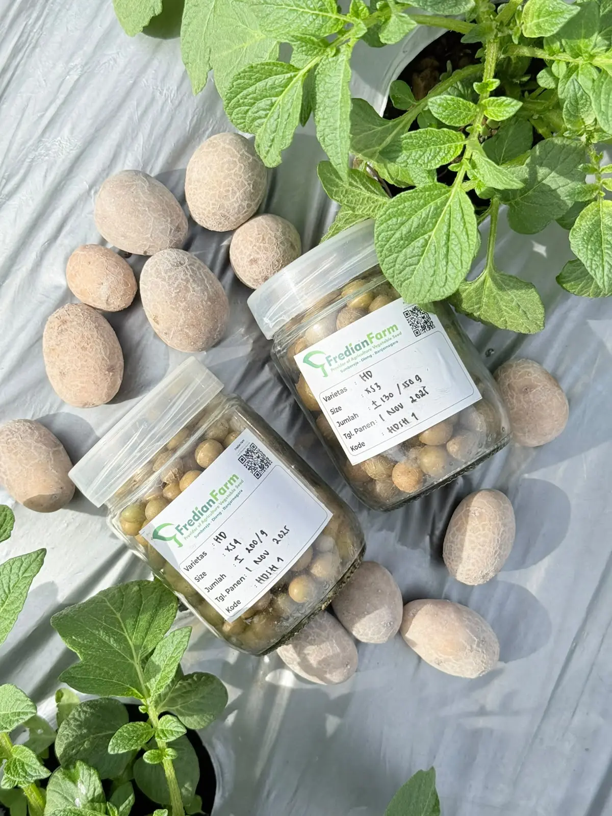 Bibit Kentang G0+ Premium Varietas: Agria, Granola L, HD, MZ