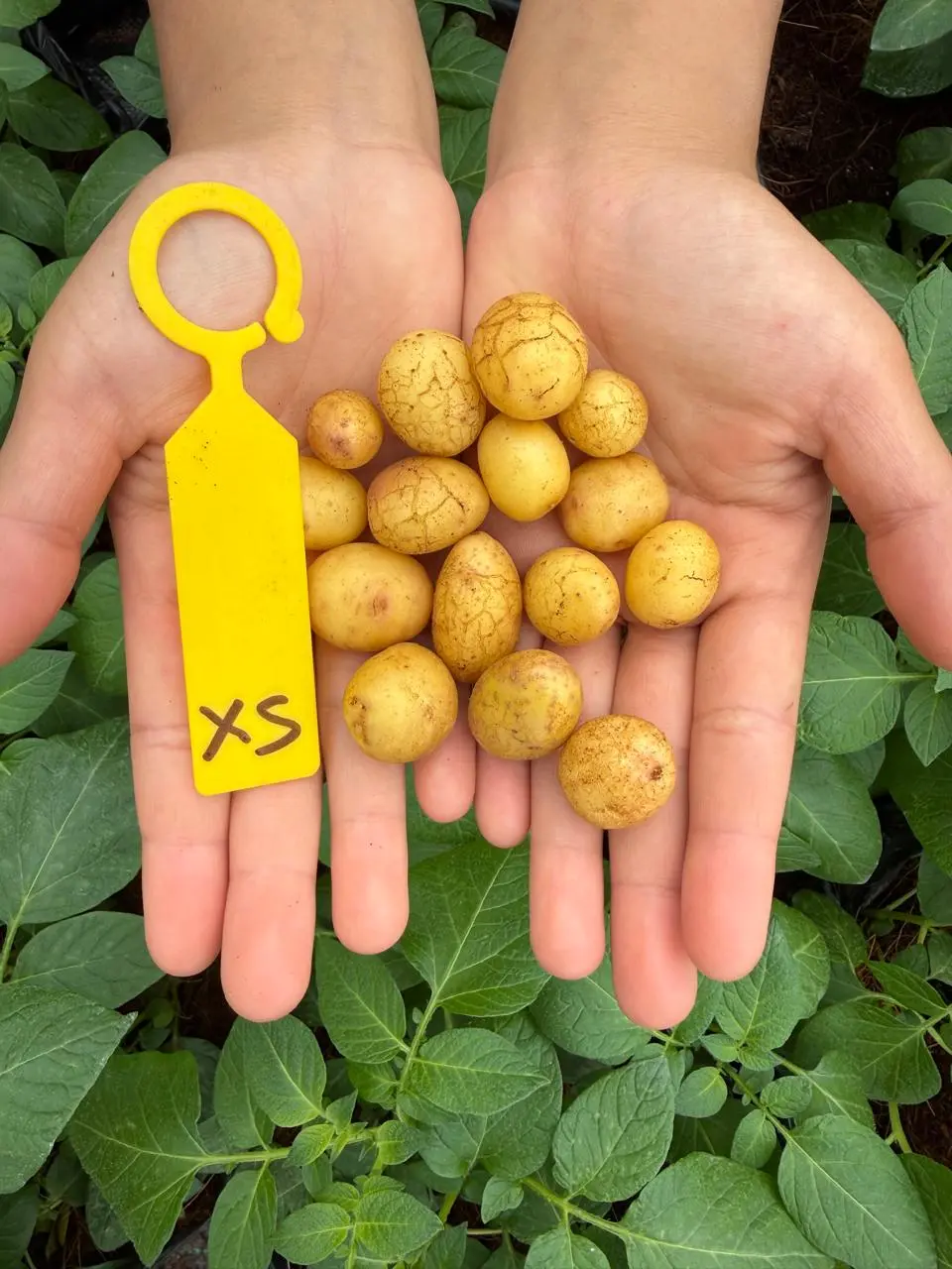 Bibit Kentang G0 Ukuran XS Varietas Agria, Granola L, HD, & MZ, Min. Pembelian 100 buah