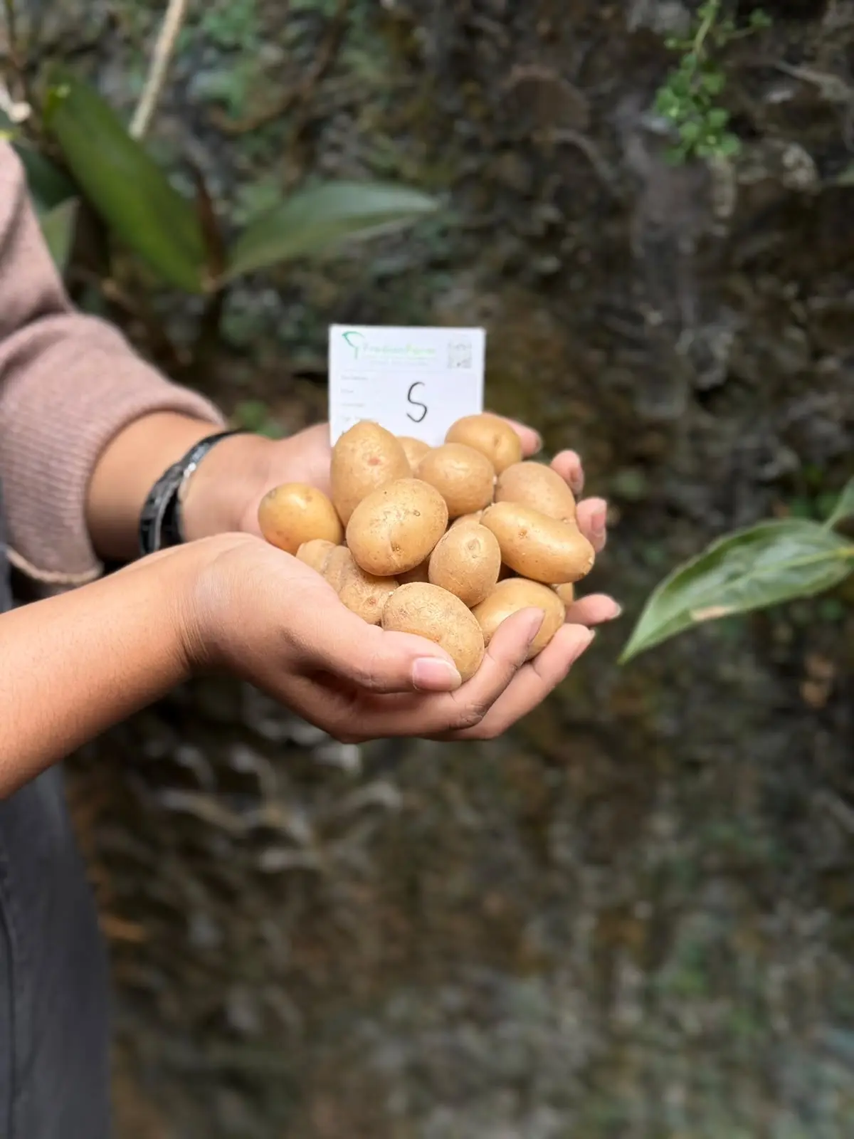 Foto Bibit Kentang G-0 Varietas Agria